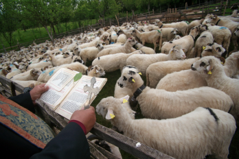 Blessing of Sheep, 2016 -  Remus Tiplea